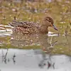 La **femelle** a un plumage **tacheté de brun**, avec un aspect écailleux. Son bec a parfois une **base orangée**.