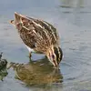 L'**extrémité flexible** de son bec lui permet de **sentir ses proies** quand elle fouille dans la boue.