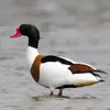 La tête est **vert foncé**, le bec **rouge**, le corps est **blanc avec un peu de noir** avec une **bande pectorale brun roux**.