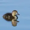 La **période de reproduction** chez le Fuligule milouin s'étend d'**avril à juin**.