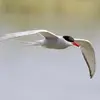 En volant d'un pôle à l'autre, elle bénéficie de **plus d'heures de jour** que tout autre oiseau, lui permettant de **manger plus longtemps** et de **trouver les ressources abondantes**.