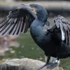 L'imperméabilité du plumage est restreinte, car il **ne produit pas assez d'huile protectrice** d'où de longues séances de séchage.