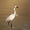 L'Aigrette garzette fait partie des **grands échassiers** avec leurs **longues pattes, long cou et long bec**.