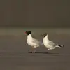 À gauche, une mouette **mélanocéphale**, à droite une mouette **rieuse**.