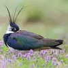 Son plumage est **noir et blanc** avec des **reflets métalliques** vert et pourpre sur le dessus.