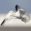 Il se montre **parfois voleur** en poursuivant macareux ou mouettes pour prendre leur nourriture.