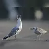 Son **cri d'alarme** est répété et **plus puissant**.
