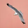 Il a le dos et les ailes **gris cendré** (plus foncé que le goéland argenté).