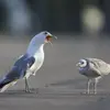 Le Goéland cendré émet des **cris de contact simples "ki-èèh"** qui ressemblent à ceux du Goéland argenté.