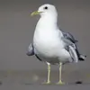 La tête et la poitrine sont **blanches** en plumage nuptial et le bec est **jaune** sans tâche rouge.