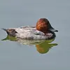 Lors de la **mue de fin d'été**, les mâles ont un **plumage** qui ressemble à celui des femelles dit d'**éclipse**. Ils retrouveront leur plumage initial en 3 à 4 semaines.