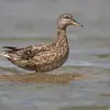 Attention à **ne pas confondre** le Canard colvert avec le **Canard chipeau femelle** ou le **mâle en éclipse**.