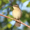 Le Phragmite des joncs est **insectivore** avec son bec fin et droit.