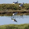 Elle peut être **difficile à distinguer parmi les laridés** (comme les mouettes).