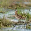La Bécassine des marais vit dans les **tourbières et marais** ainsi que dans les **prairies humides** où la **végétation basse est dense**.