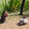 Chez le Fuligule milouin, on reconnaît le **mâle en éclipse** à l'**avant et l'arrière** du corps, d'un **gris-brun foncé**.