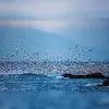 près des **estuaires**, des **eaux côtières** jusqu'au port..
