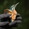 La **taille** du martin-pêcheur se situe **entre celle d'un moineau et d'un merle**.
