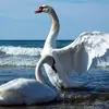 Il **hiverne** souvent dans les **eaux maritimes**.