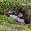 Chaque couple occupe un **terrier** qu'il **réutilise d'année en année** ou qu'il **creuse avec son bec et ses pattes**. Il utilise parfois un terrier de puffin ou de lapin.