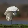 Elle peut être **sédentaire** comme **en France, en Espagne et dans le bassin méditerranéen**.