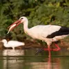 La Cigogne blanche se nourrit de **grenouilles, de poissons et de petits mammifères**.