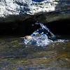 Ensuite, il peut **flotter vers le bas de la rivière** sur une courte distance, avec les **ailes légèrement ouvertes**, avant d'émerger.