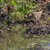 La Bécassine des marais se nourrit de **vers, d'insectes, de mollusques et de crustacés**.