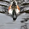 Le Canard souchet est le canard qui a le **bec le plus perfectionné** pour **filtrer** la nourriture.