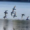 Mais il est **moins grégaire que le Grand Gravelot** et a des battements d'ailes plus rapides.
