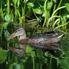 Le Canard souchet vit sur les **lacs, les étangs marécageux** où la végétation est dense et dans les **marais**.