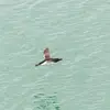 On le trouve dans l'**océan atlantique jusqu'au nord de l'Afrique**.