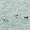 Pour trouver de la nourriture, ils **pêchent en groupe et plongent dans les bancs de poissons**.
