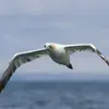Il vole avec des battements d'ailes **amples et réguliers** et parfois **quelques planés**.