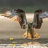 Le Balbuzard pêcheur vient **en Europe d'avril à septembre**.