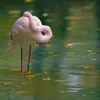 Il peut être **sédentaire ou migrateur**.