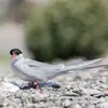 Ses **longs filets dépassent le bout des ailes** chez l'oiseau posé.