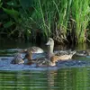 Le **nid d'herbe et de tiges** est installé au **sol**, bien **caché** dans les herbes hautes et **à distance de l'eau**.