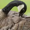 La Bernache du Canada peut vivre environ **24 ans**.