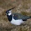 Le Vanneau huppé fait la **taille d'un pigeon**.