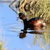 Le Grèbe à cou noir vit sur les **lacs, étangs d'eau douce peu profonds** et riche en **végétation**.