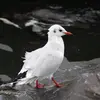Bec et pattes palmées sont **rouges** avec la pointe du bec noire.