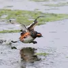 **En vol**, on le reconnaît avec ses **battements rapides**, le **cou tendu vers l'avant** et les pattes aux doigts lobés qui **pendent à l'arrière**.