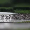 L'Oie cendrée est **grégaire** (elle vit en groupe). Notamment en hiver et pendant la migration.
