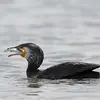 Le Grand Cormoran est **piscivore**. Il mange surtout des poissons et invertébrés aquatiques.