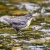 Le juvénile est **gris écaillé**, sombre au-dessus et clair en dessous, avec une **ébauche de plastron** et un **cercle oculaire clair**.