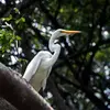 On reconnaît la **Grande Aigrette** à son **bec jaune** en plumage **internuptial** ou chez les **immatures**.
