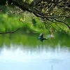 On remarque son plumage étincelant **en vol, filant au-dessus de l'eau**. D'où son surnom de **"flèche bleue"**.