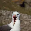 On l'entend lors des **disputes** pour de la nourriture par des **cris gutturaux** (émis du fond de la gorge) qui ressemblent à des grognements.