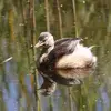 Le plumage du **juvénile** ressemble au plumage internuptial, mais on le reconnaît aux **deux raies sombres sur la joue**.